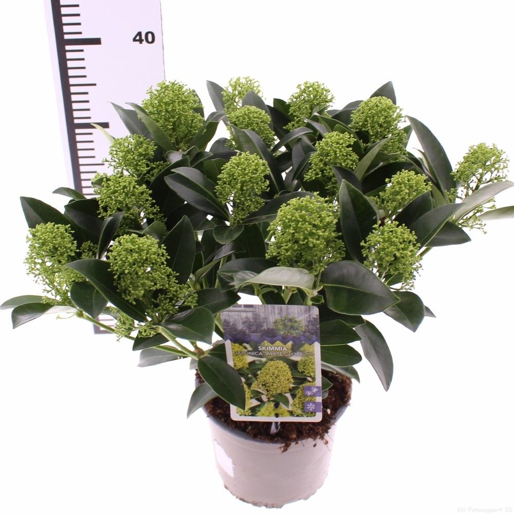 Picture of Skimmia jap. 'White Globe'