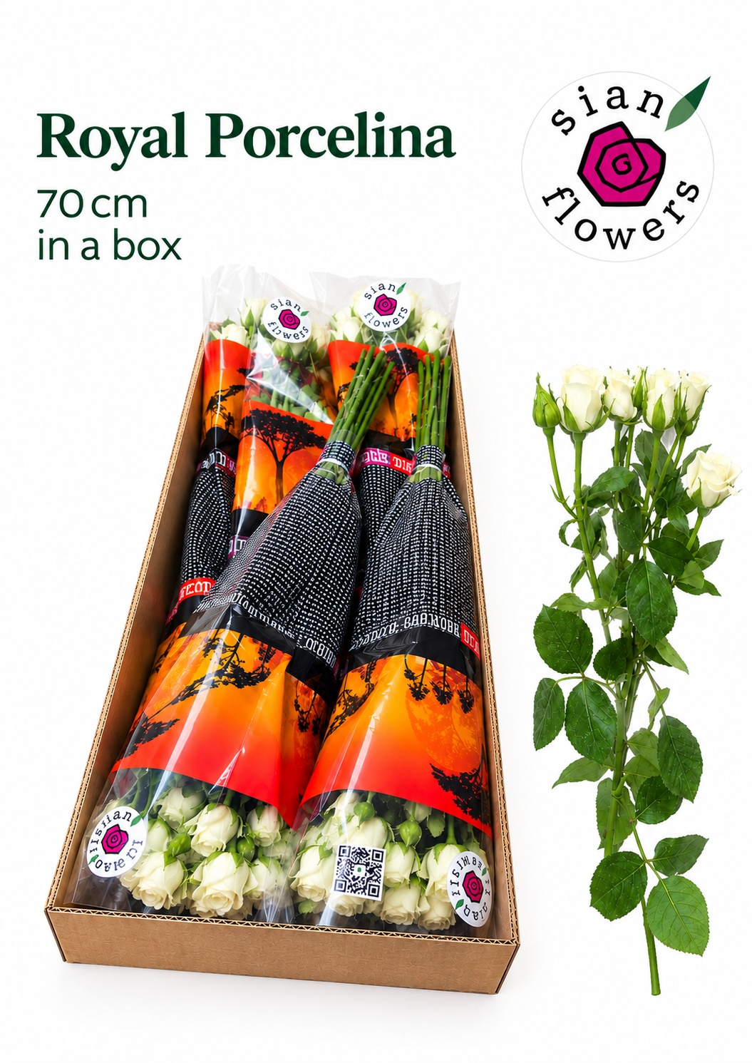 Rosa Spray Royal Porcelina 70cm