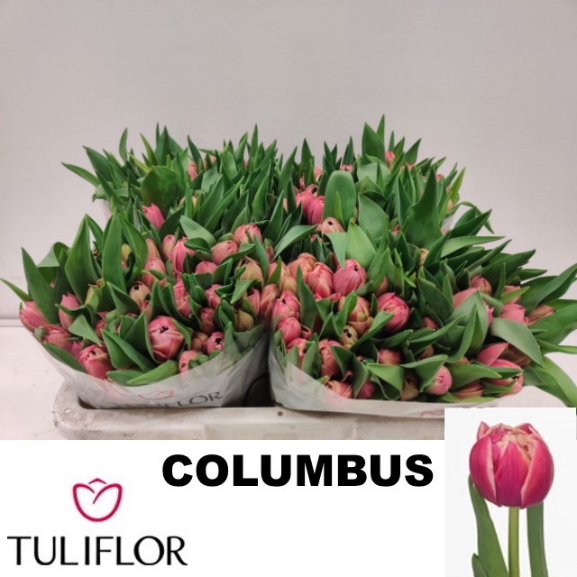 Tulipa Double Columbus 30cm 22gram