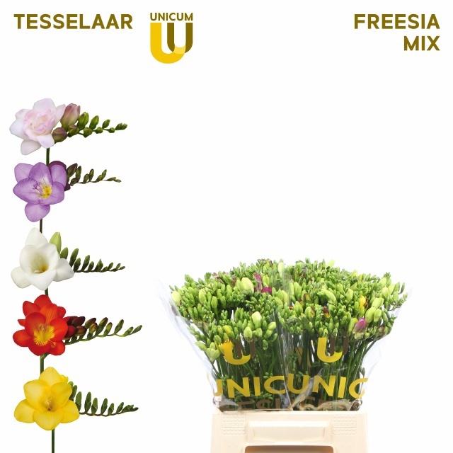 Freesia Single Mixed In Bunch 40cm 10gram