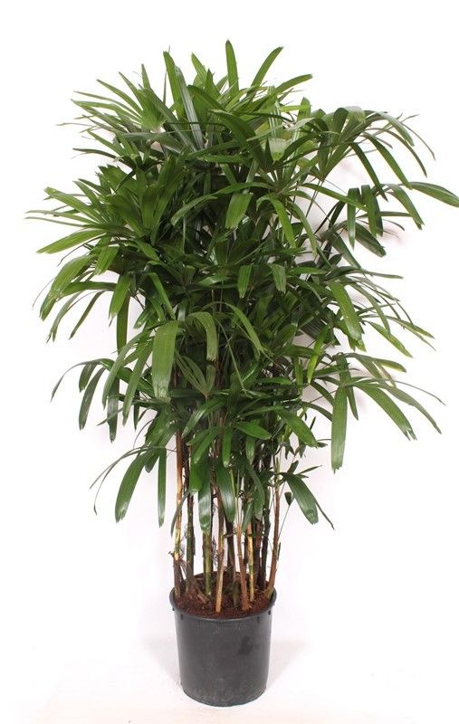Rhapis excelsa