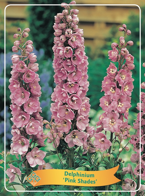 Picture of Delphinium mix 6x10 srt. per shelve P11