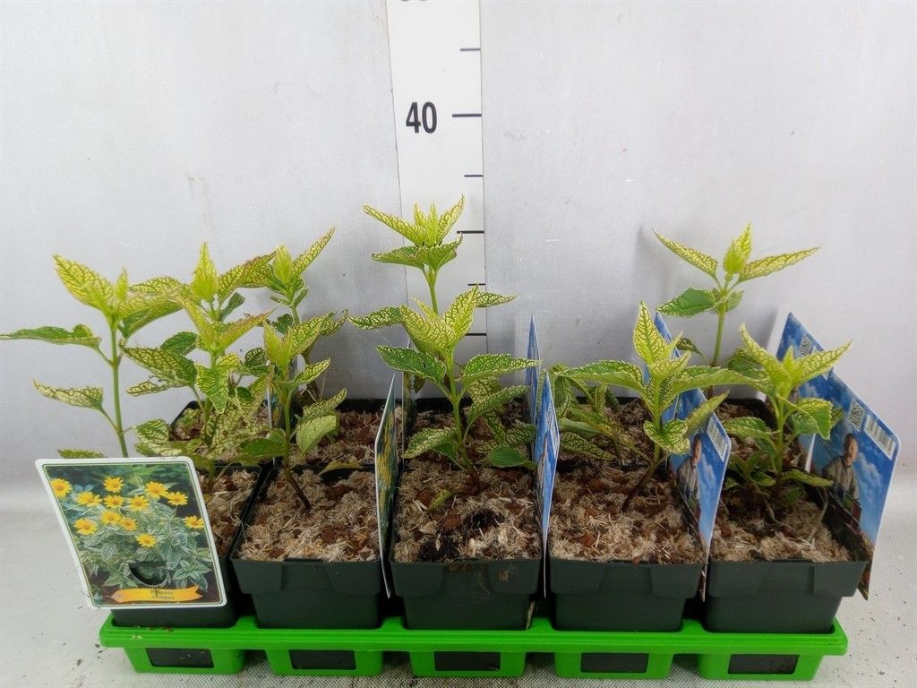 kologische zimmerpflanzen bertopf Natur aus Bio-Faser kaufen