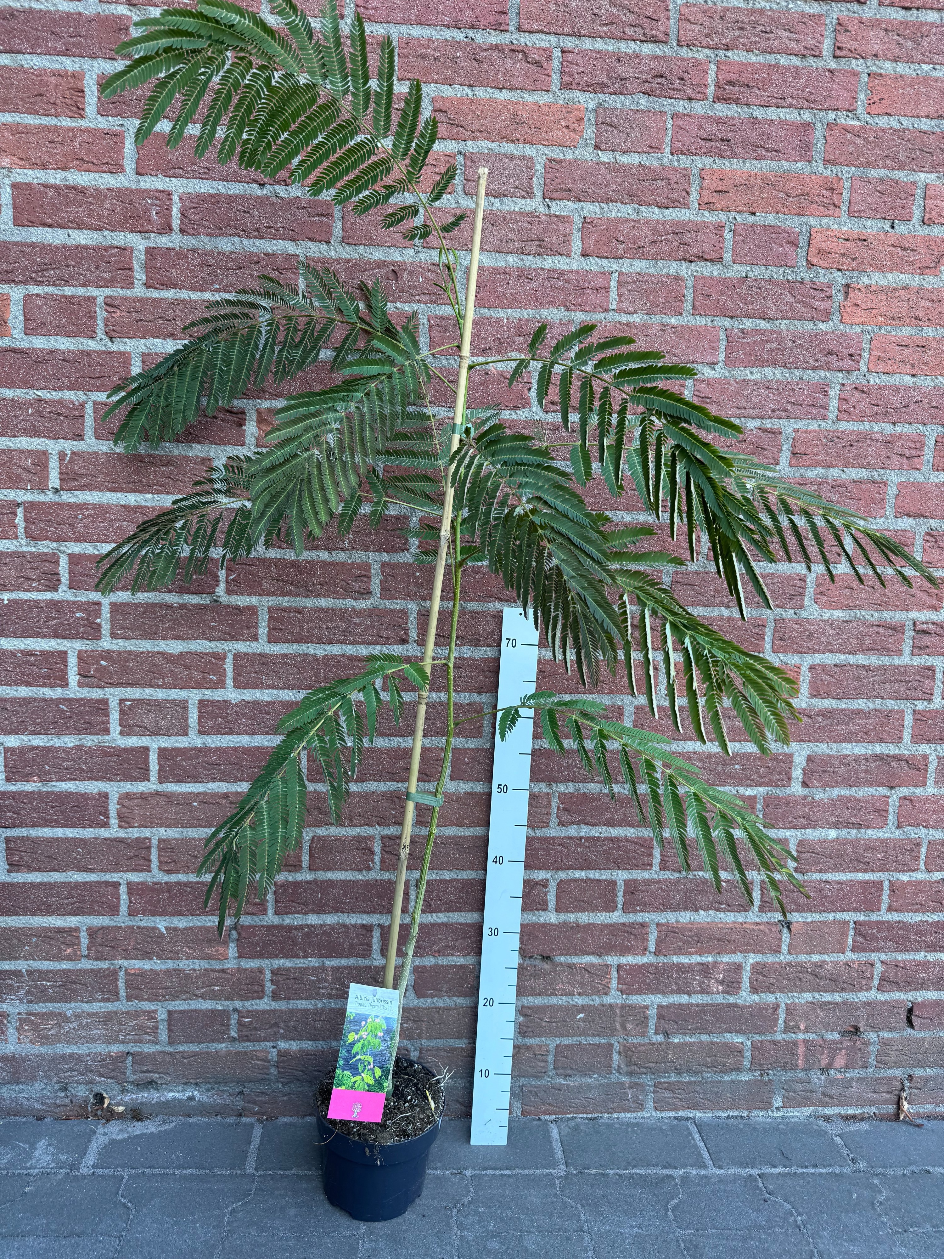 Albizia julibrissin Tropical Dream ('Pos 1')