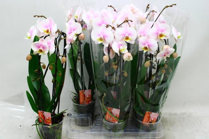 Phal El Cascade 12P 45H 2TAK 16bloem 34bloei
