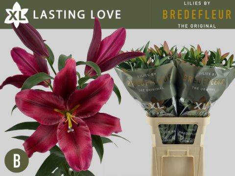Li Ot Lasting Love