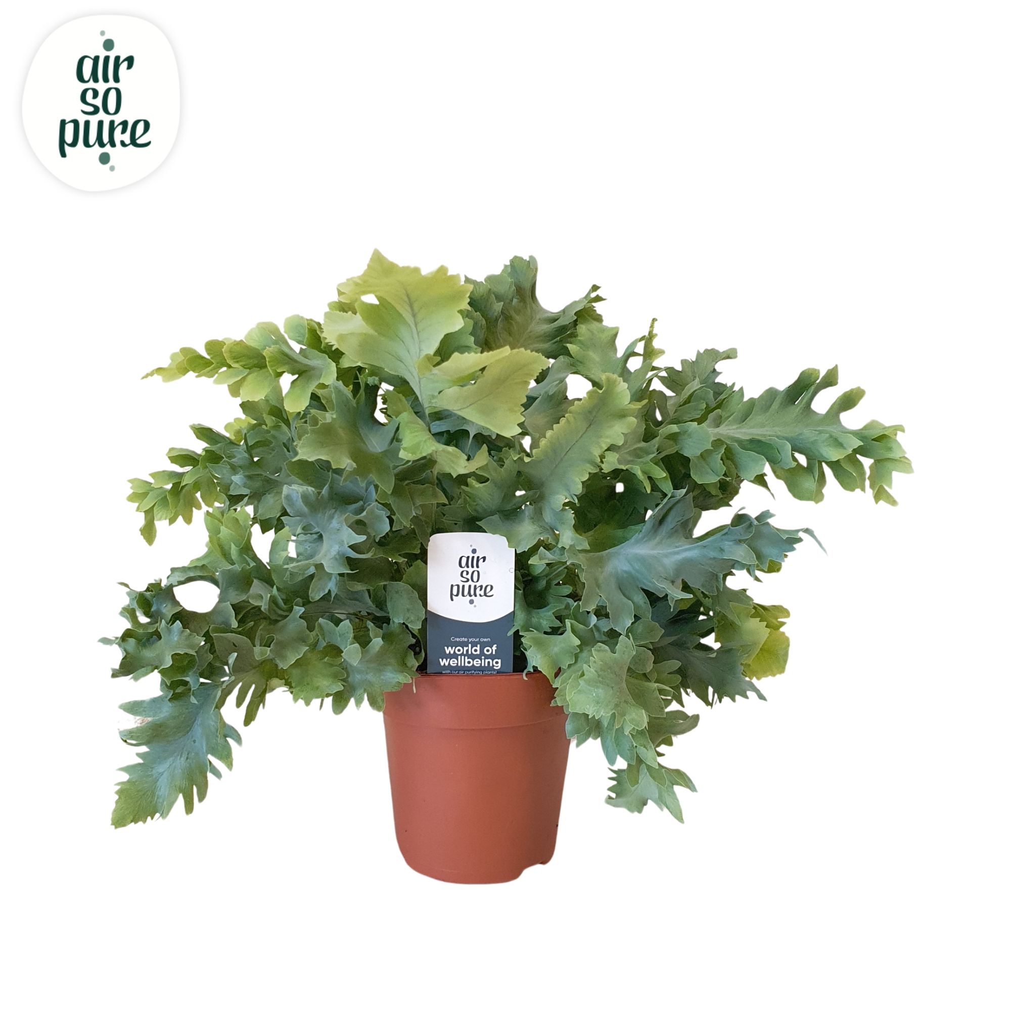 Phlebodium aureum Davana