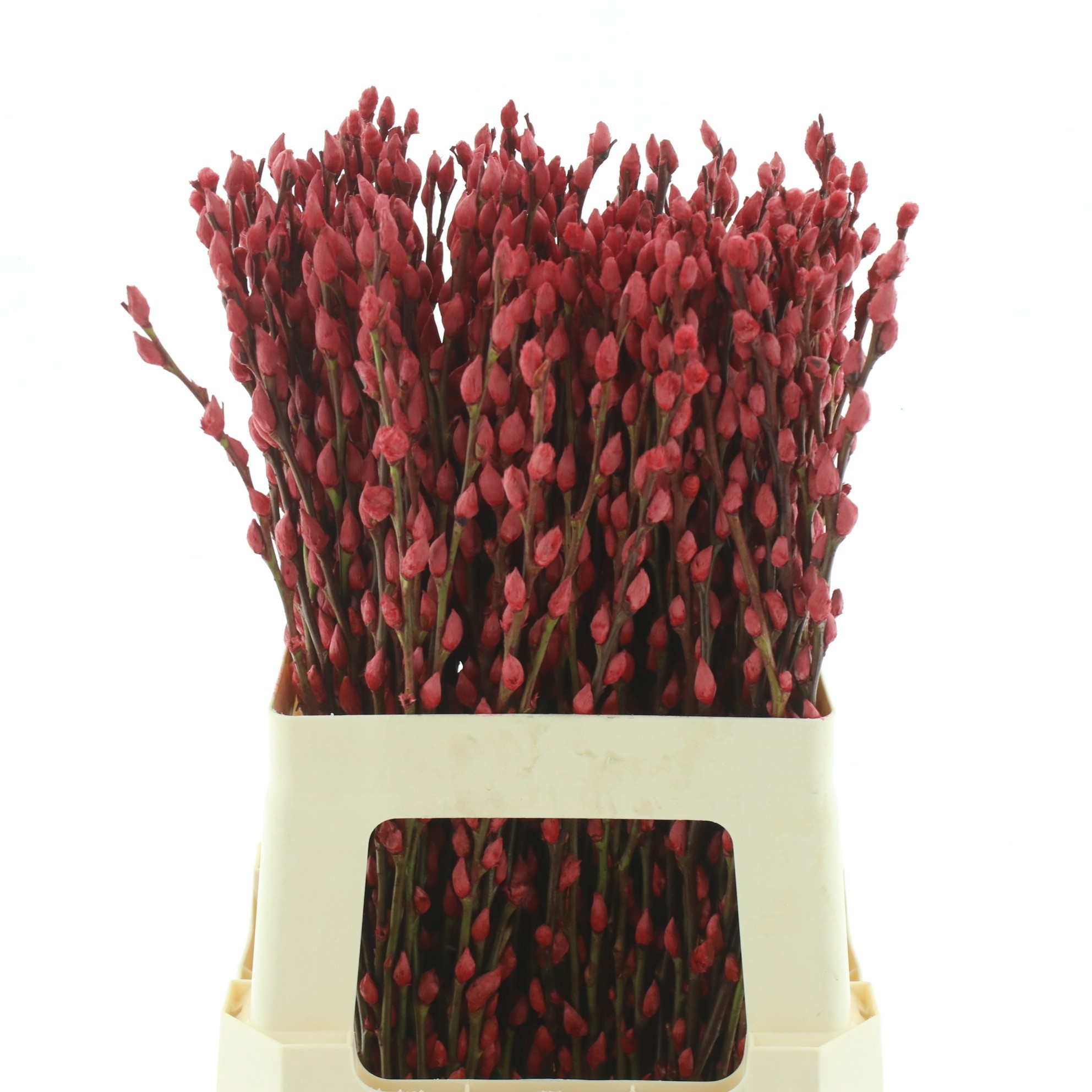 Salix Sn Fla Klb H%