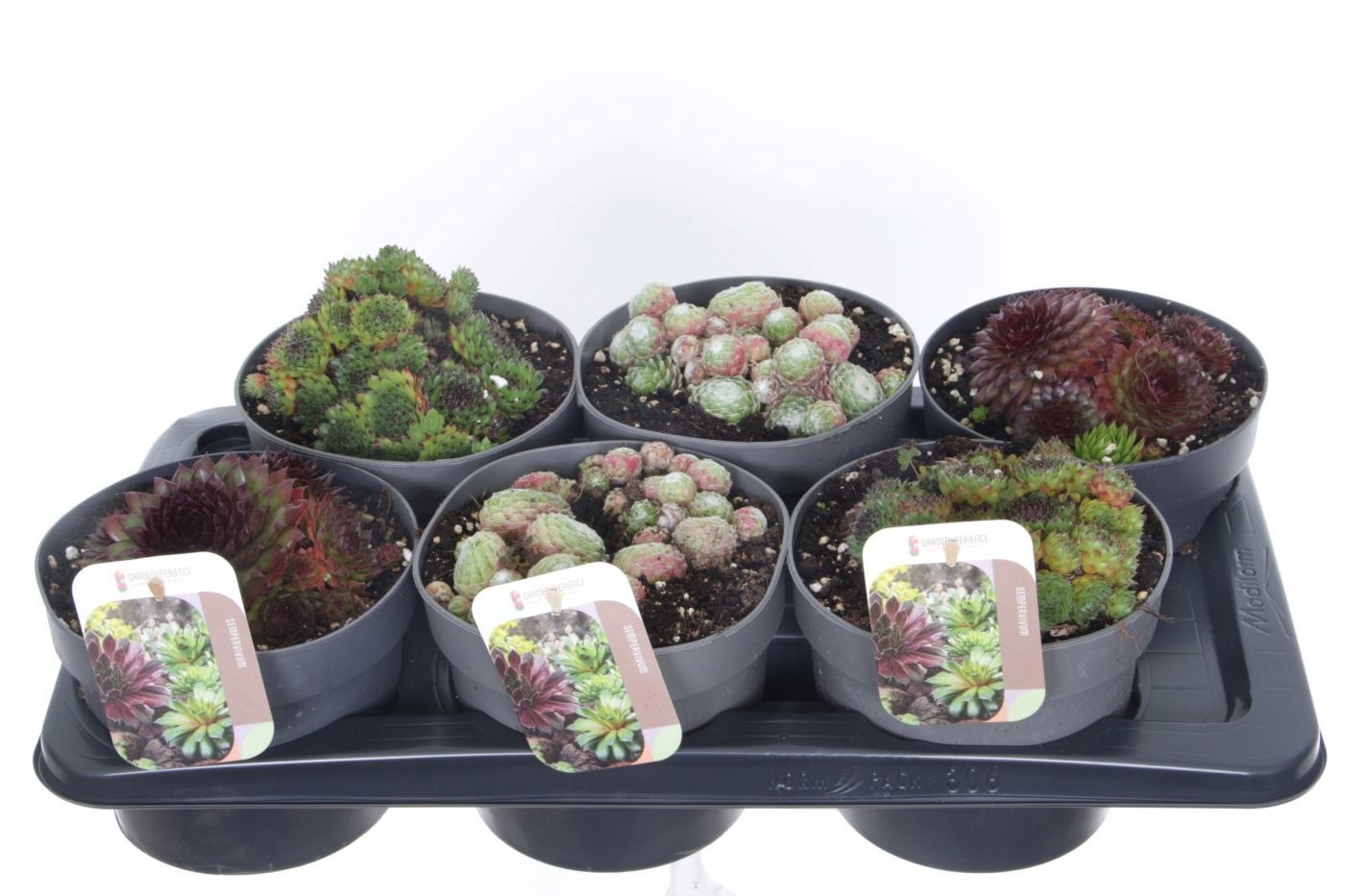 Sempervivum gemengd