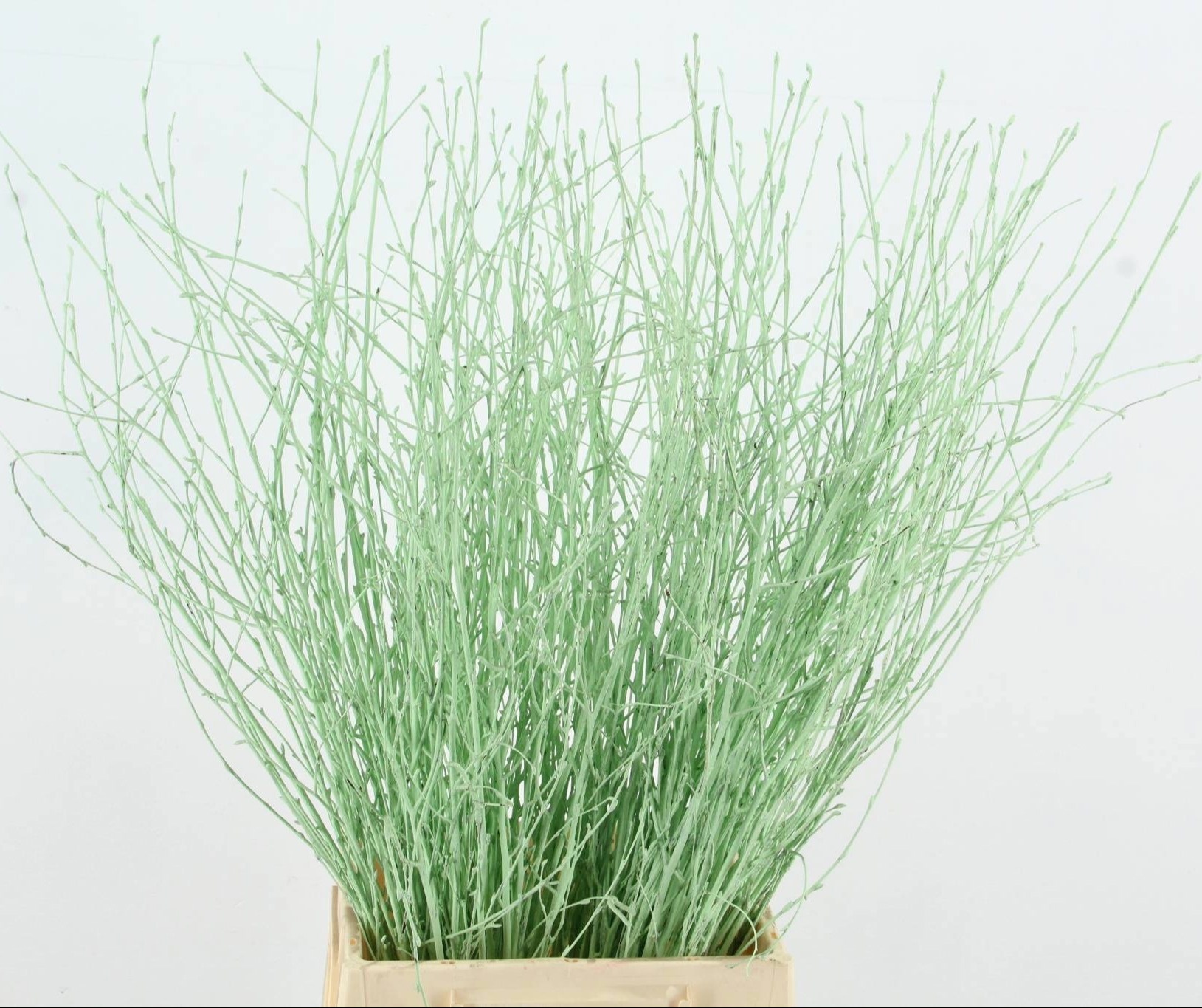 Betula Bs Kleurbeh