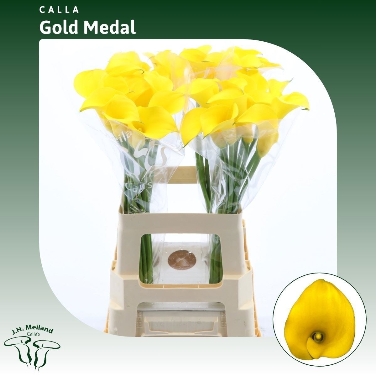 Calla Gold Medal 65cm