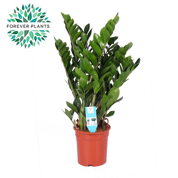 Zamioculcas Zamioculcas