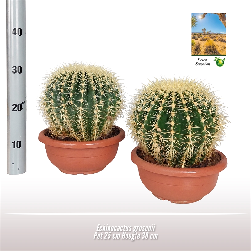 Picture of Echinocactus grusonii P25 35CM