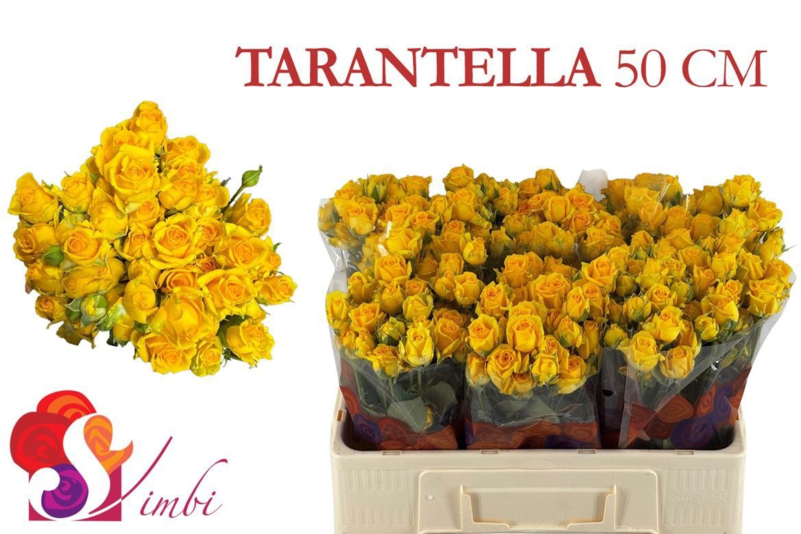 Rosa Spray Tarantella 50cm