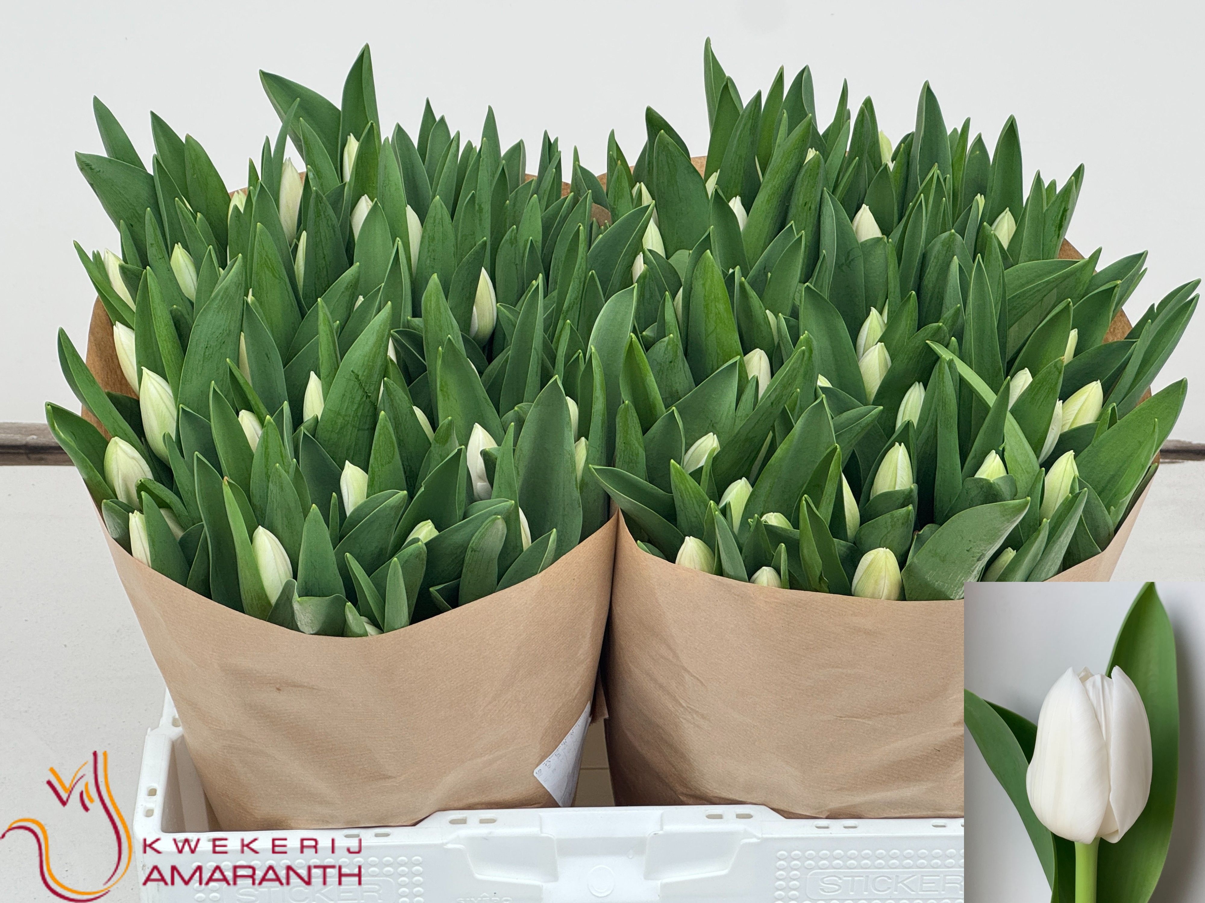 Tulipa Royal Virgin 38cm 40gram