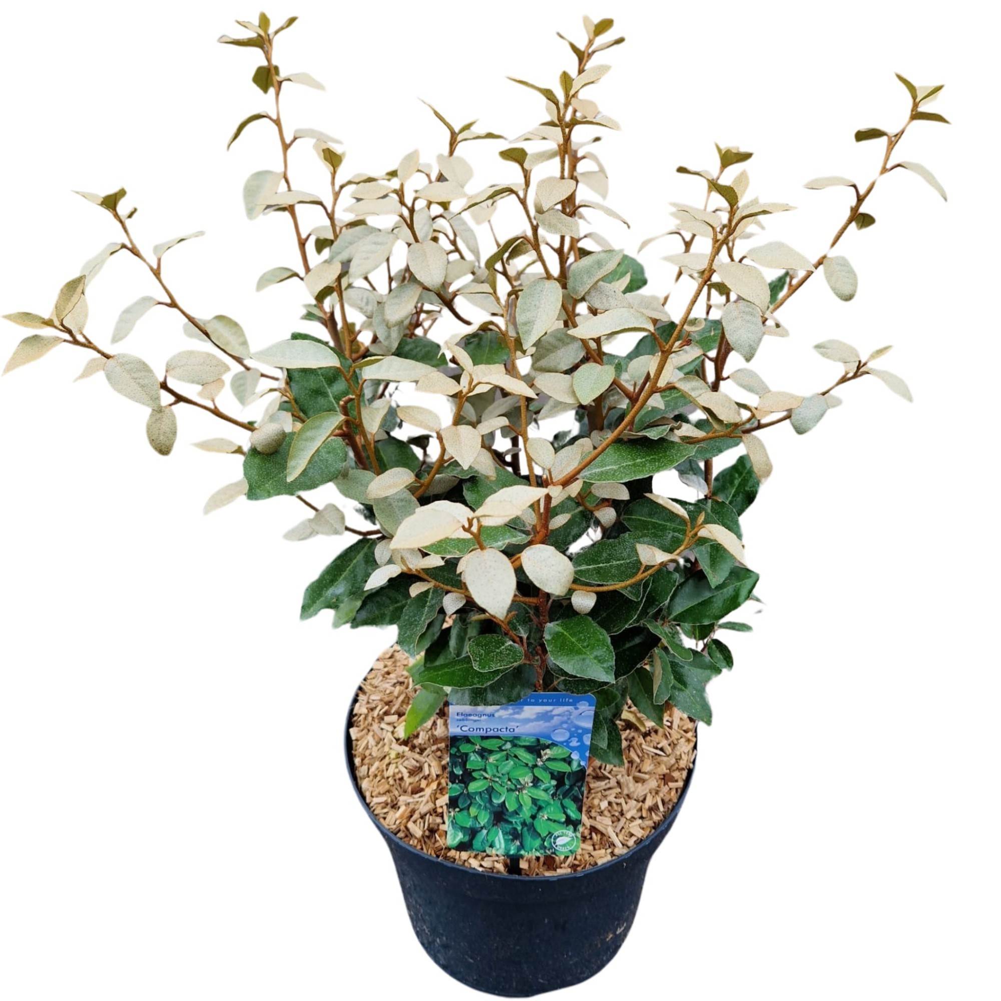 Picture of Elaeagnus ebbingei 'Compacta'