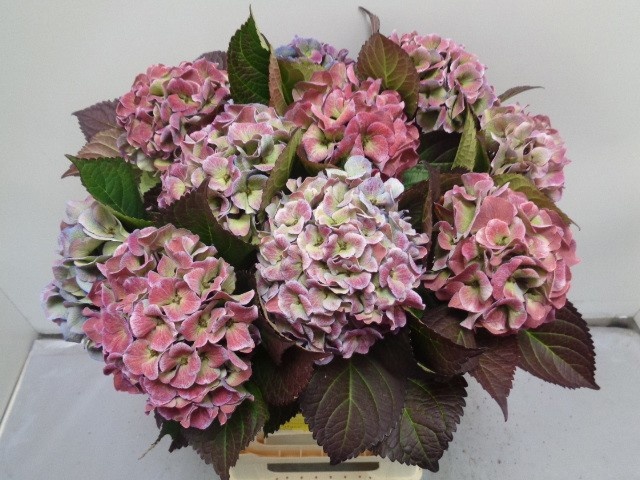 Hydrangea Royal Love Classic Blue 60cm 14Ø