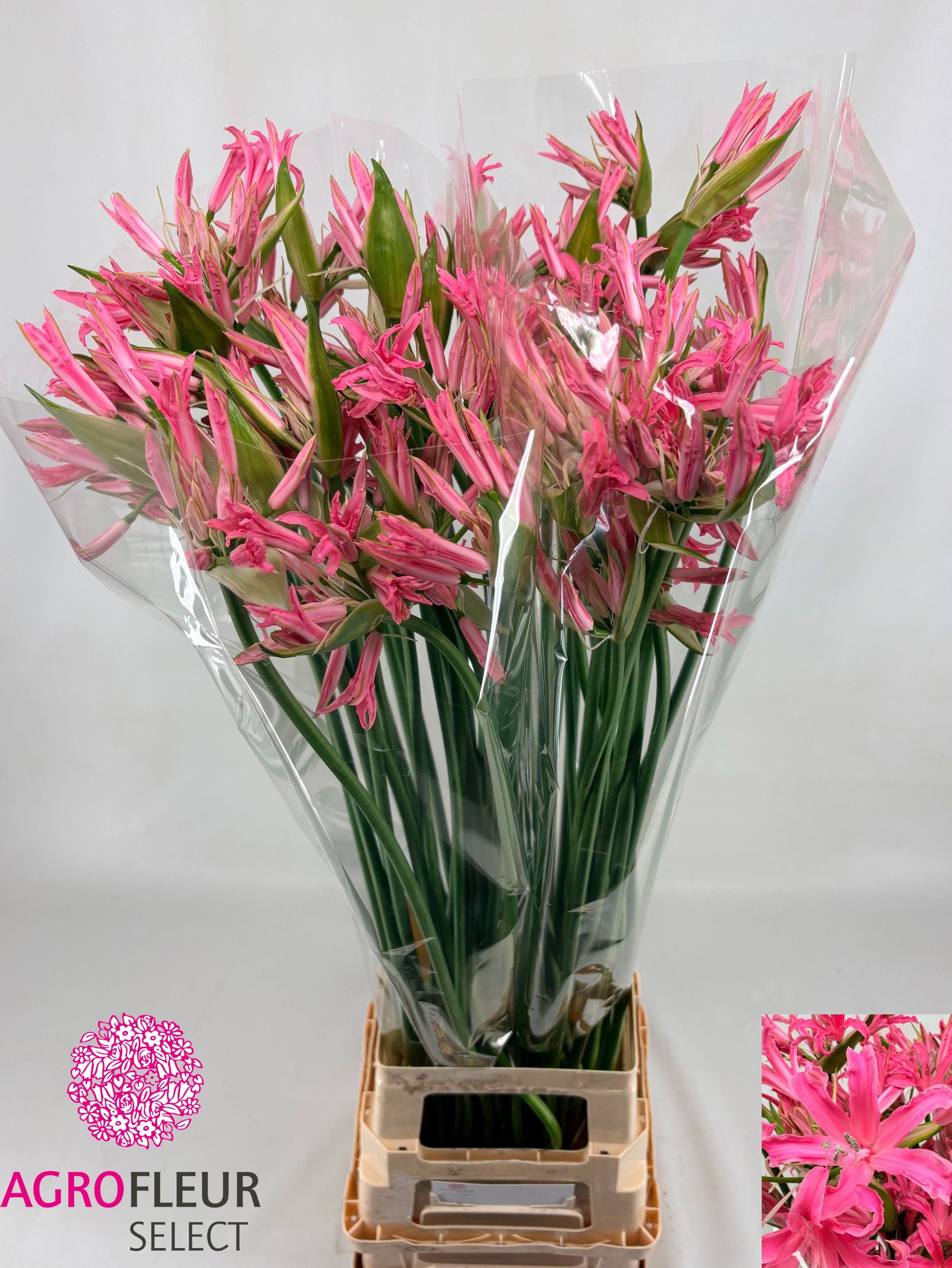 Ne Bo El Pink Charm 90cm