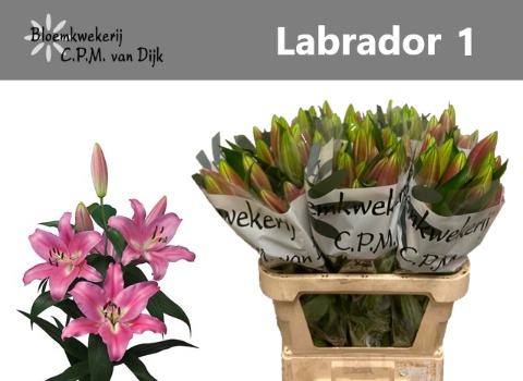 Li Ot Labrador