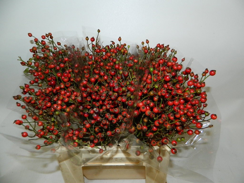 Rosa Coffe Fruitilia 40cm