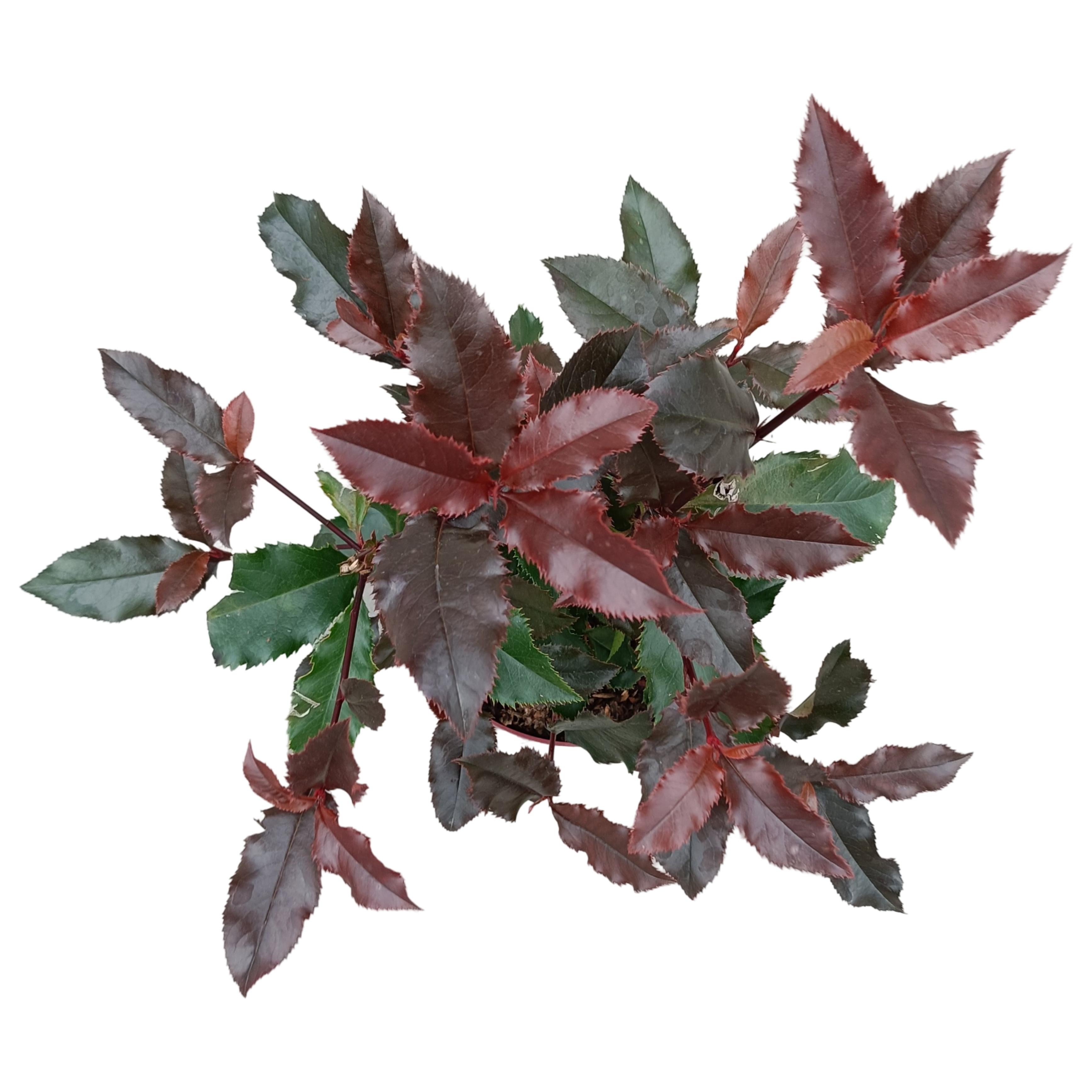 Picture of Photinia fraseri 'Magical Volcano'® C2