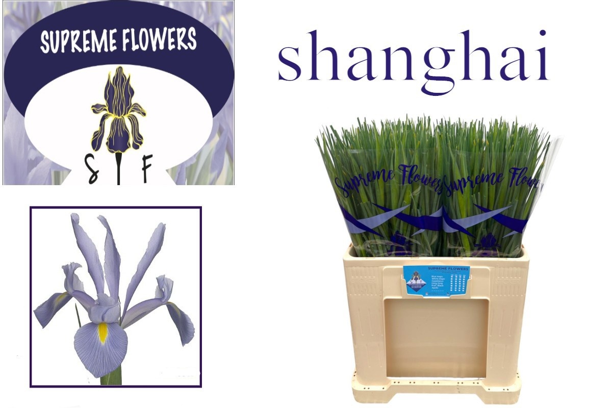 Iris Shanghai