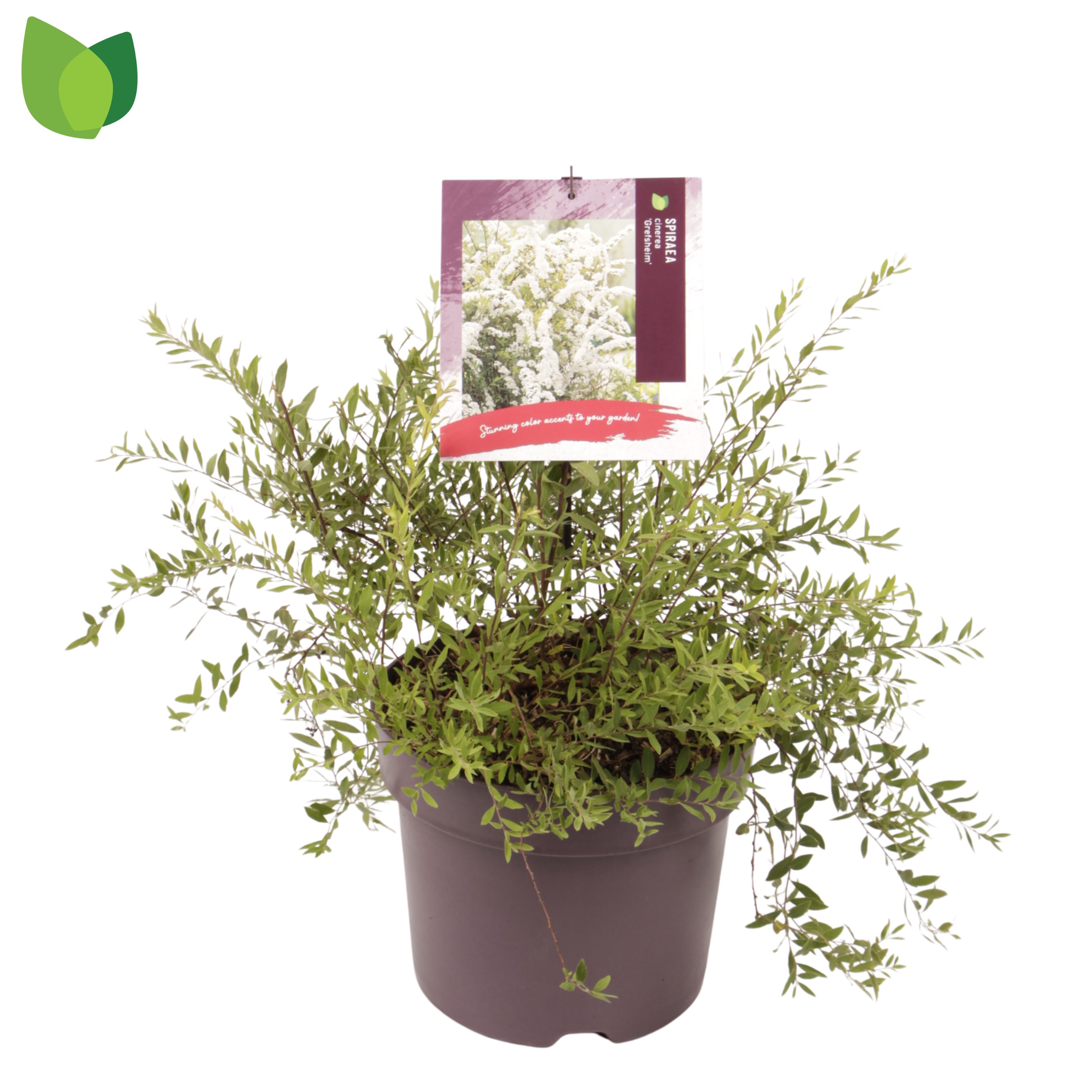 Spiraea cinerea 'Grefsheim'