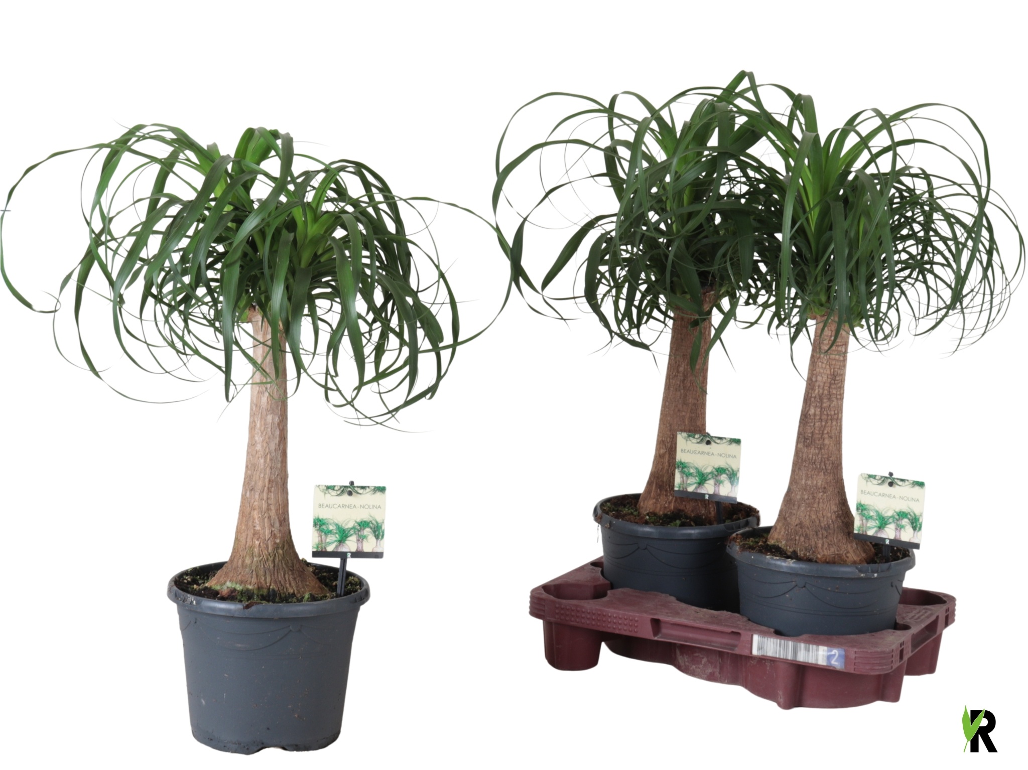 Nolina (BEAUCARNEA) 19Ø 60cm
