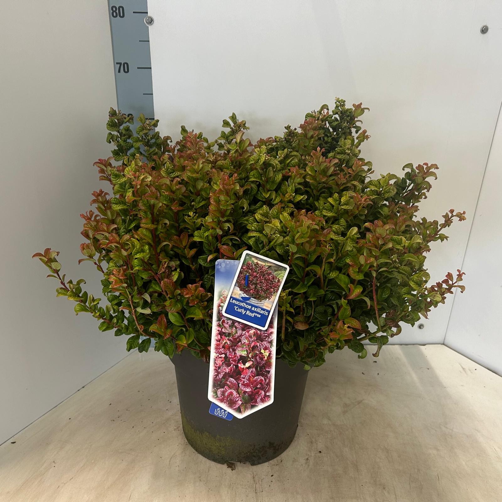 Picture of Leucothoe axillaris Curly Red PBR P32 (15 Ltr)