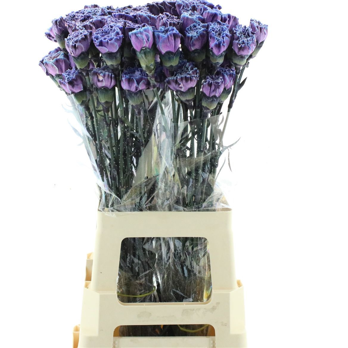 Dianthus St Painted 60cm