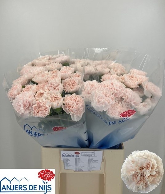 Dianthus St Brut 60cm