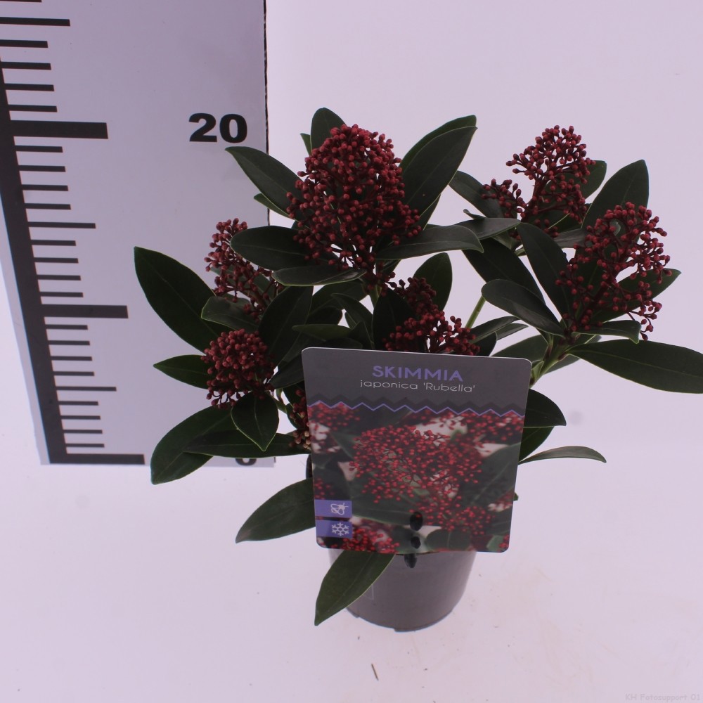 Picture of Skimmia jap. 'Rubella'