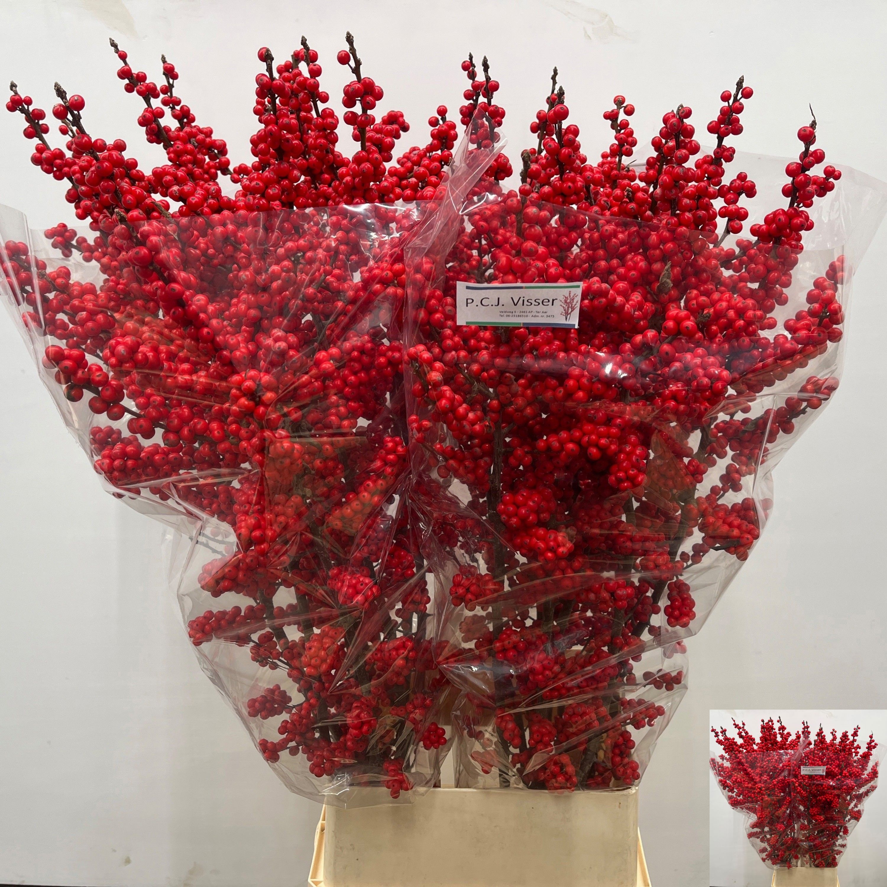 Ilex Verticlilata 120cm