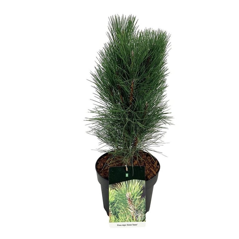 Picture of Pinus nigra 'Green Tower'