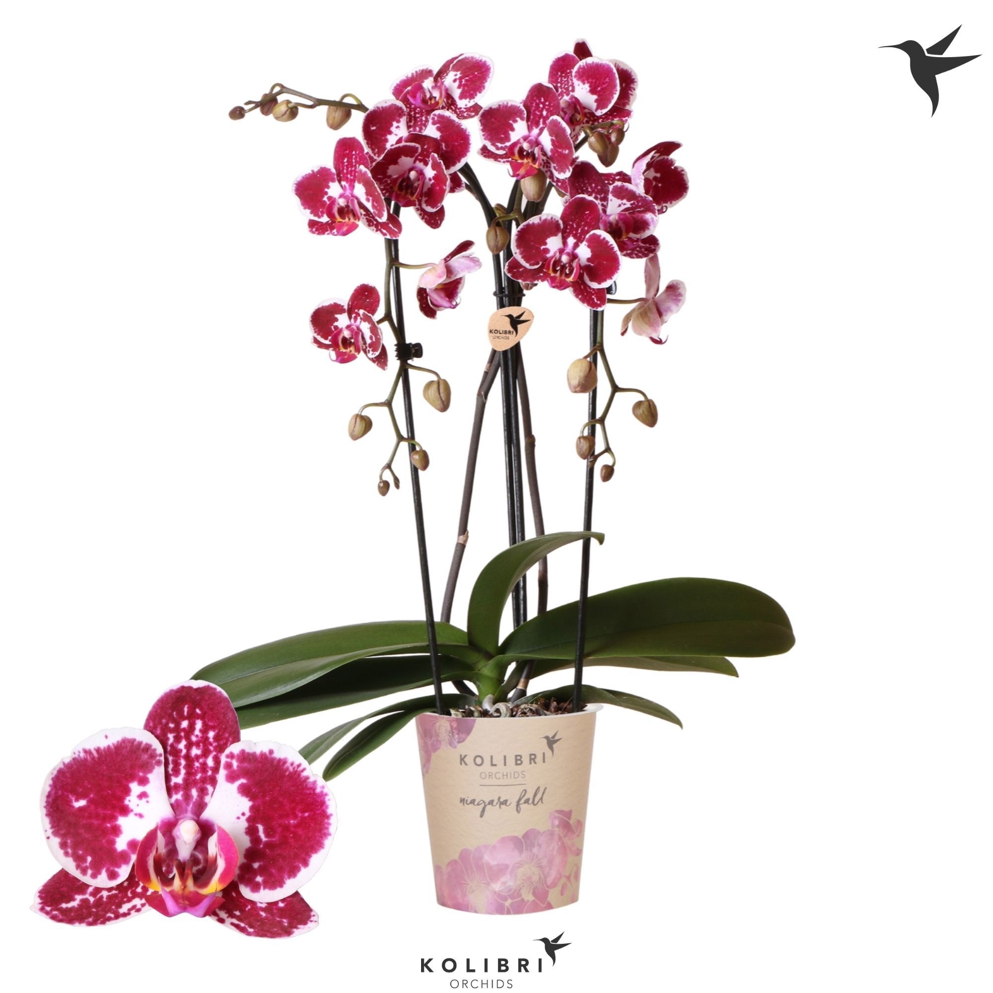 Phalaenopsis Kolibri Orchids Phalaenopsis Cascade Niagara Fall Asian Pearl 2 spike