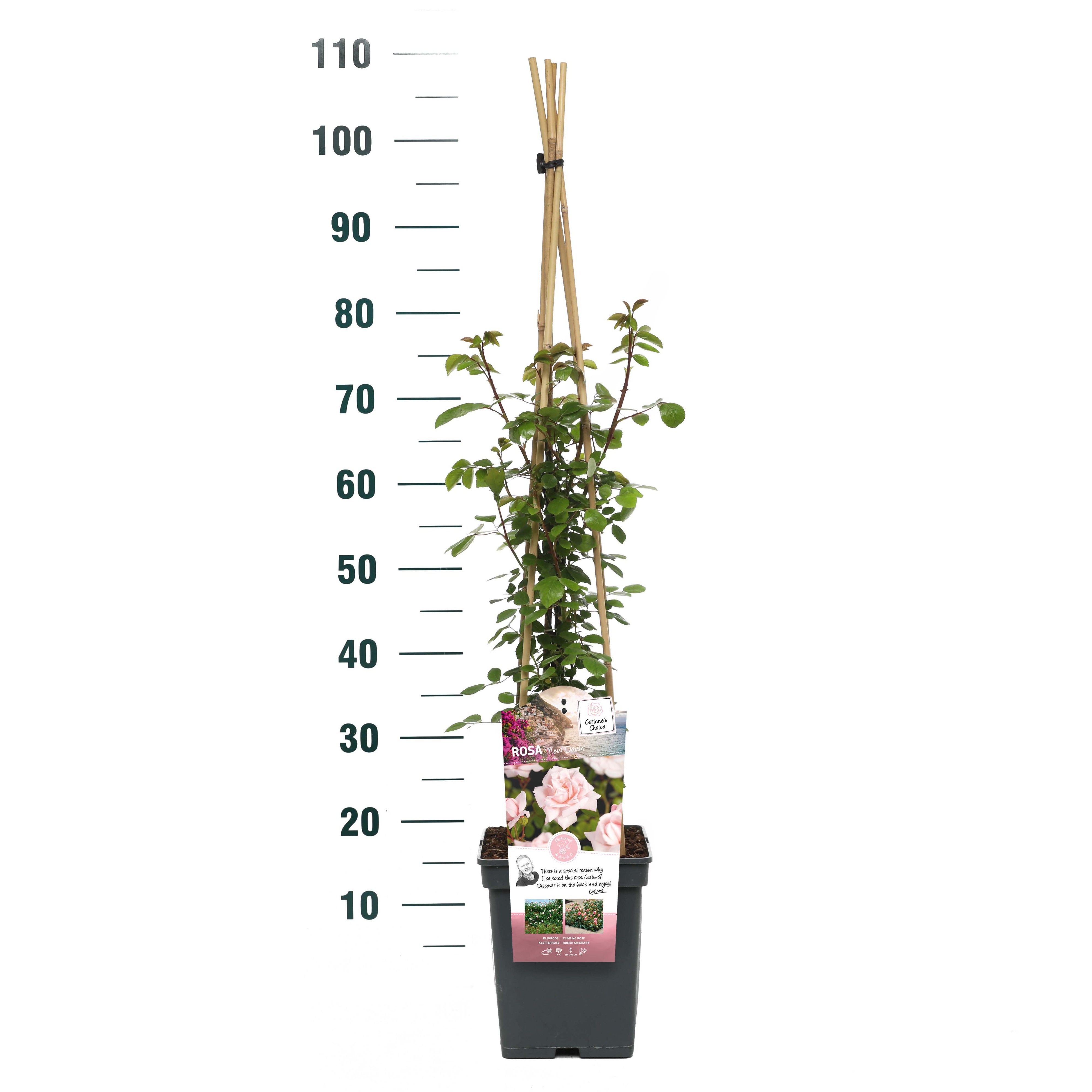 Rosa 'New Dawn' - Klim - VP5 - Exclusive Collection
