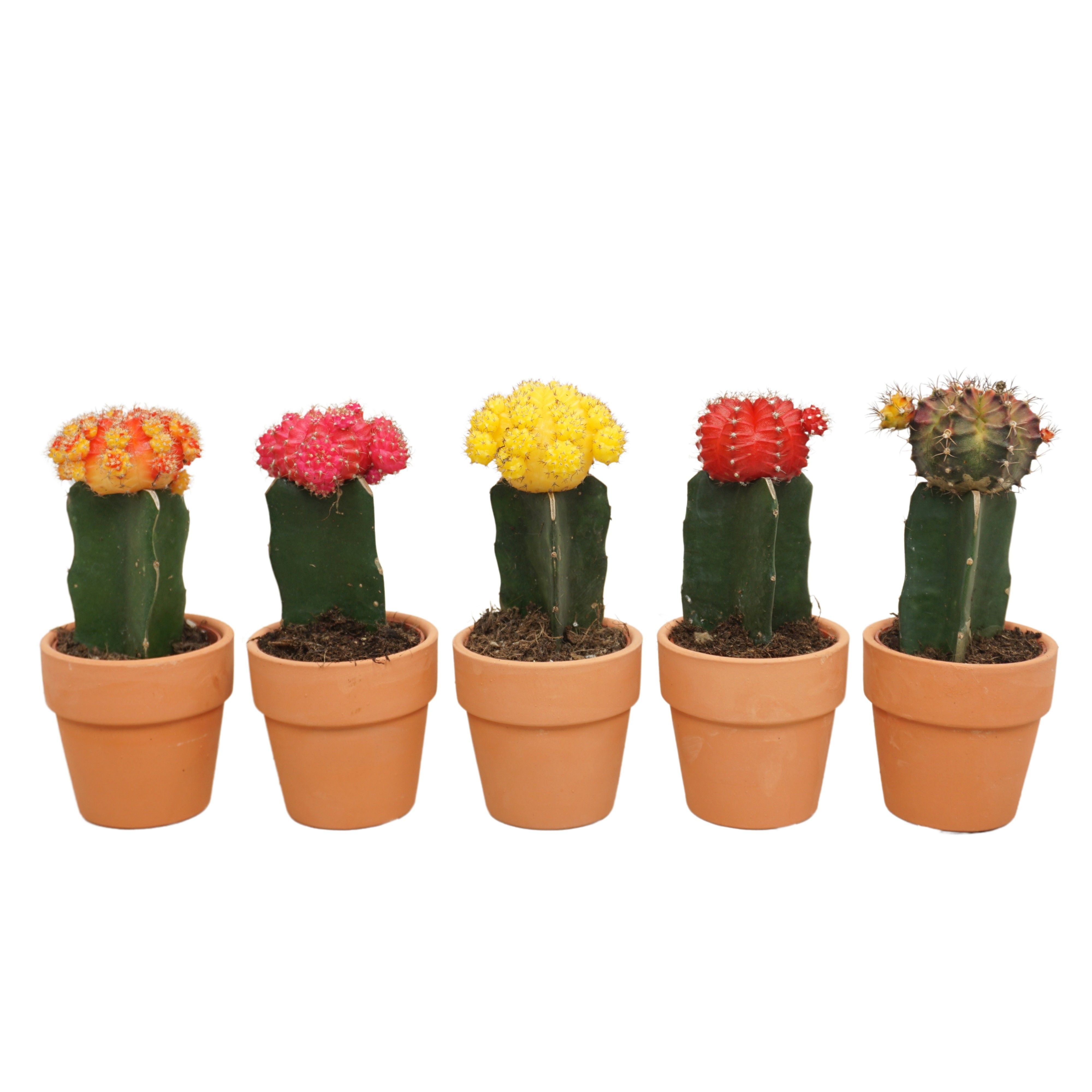 Gymnocalycium mih. Japan mixed Terracotta | Gardenline