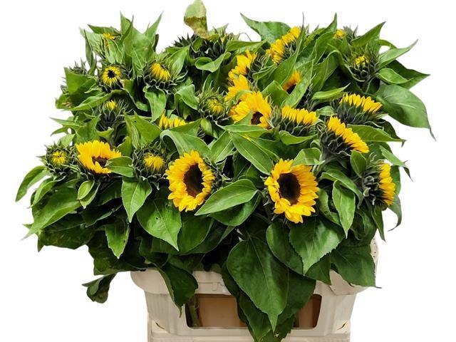 Helian An Sunrich Or
