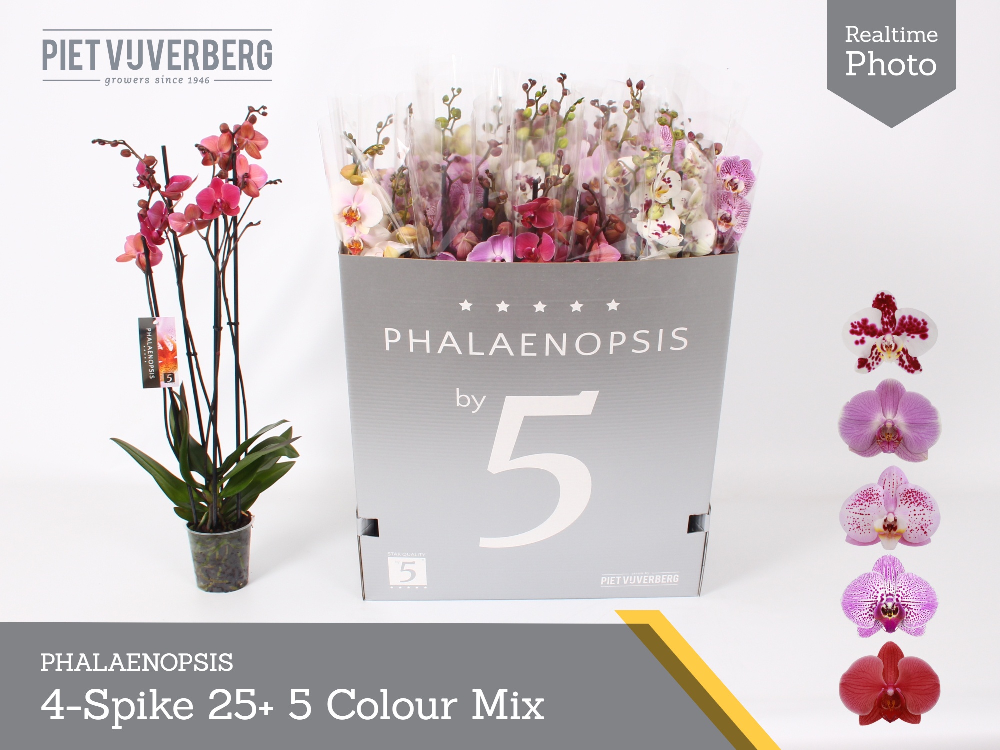 Phal Gem 5 Kl 12P 70H 4TAK 25bloem 23bloei