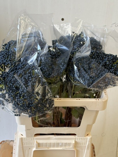 Viburnum De Inge(steelberry) 50cm