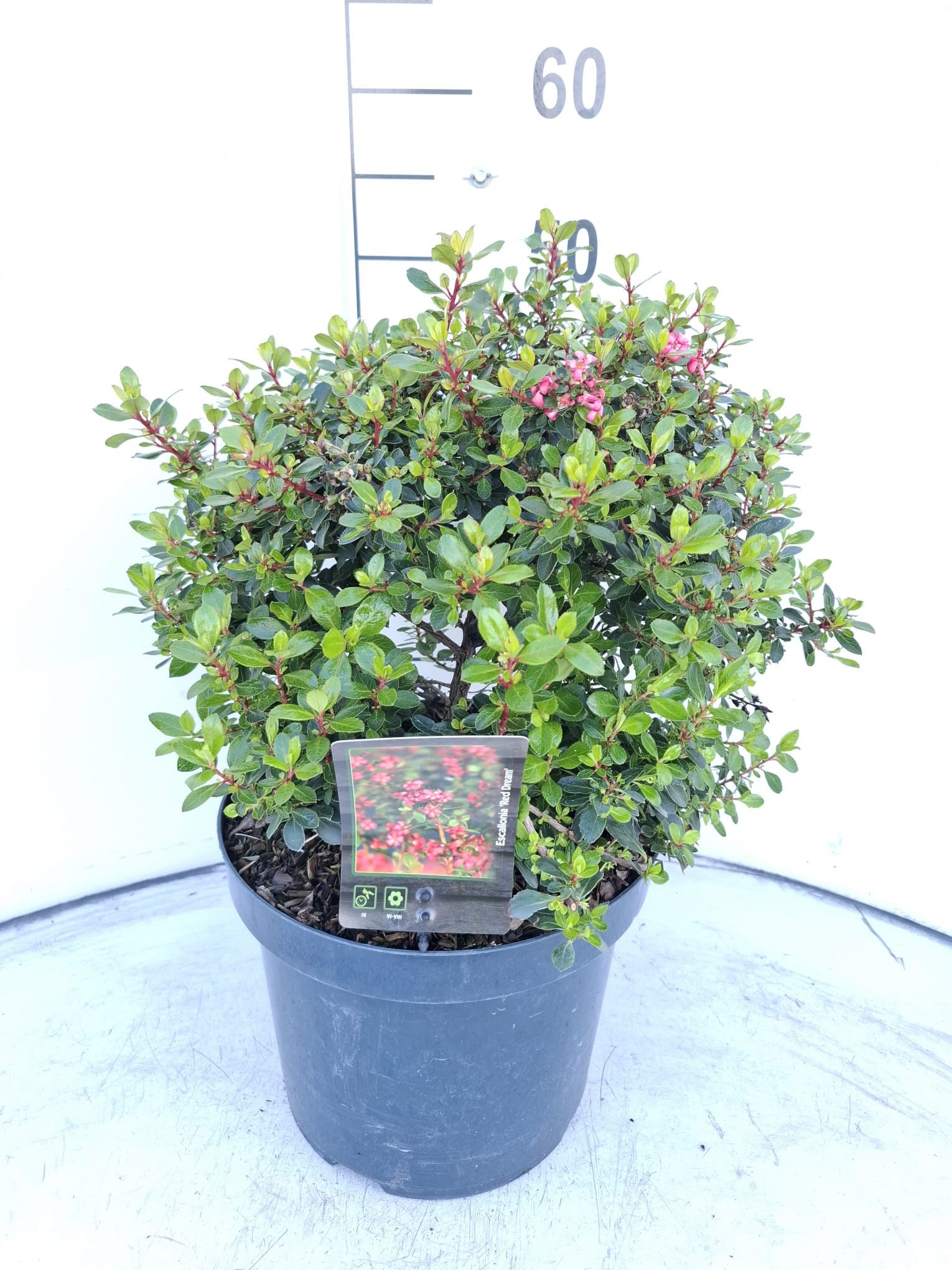 Escallonia 'Red Dream'
