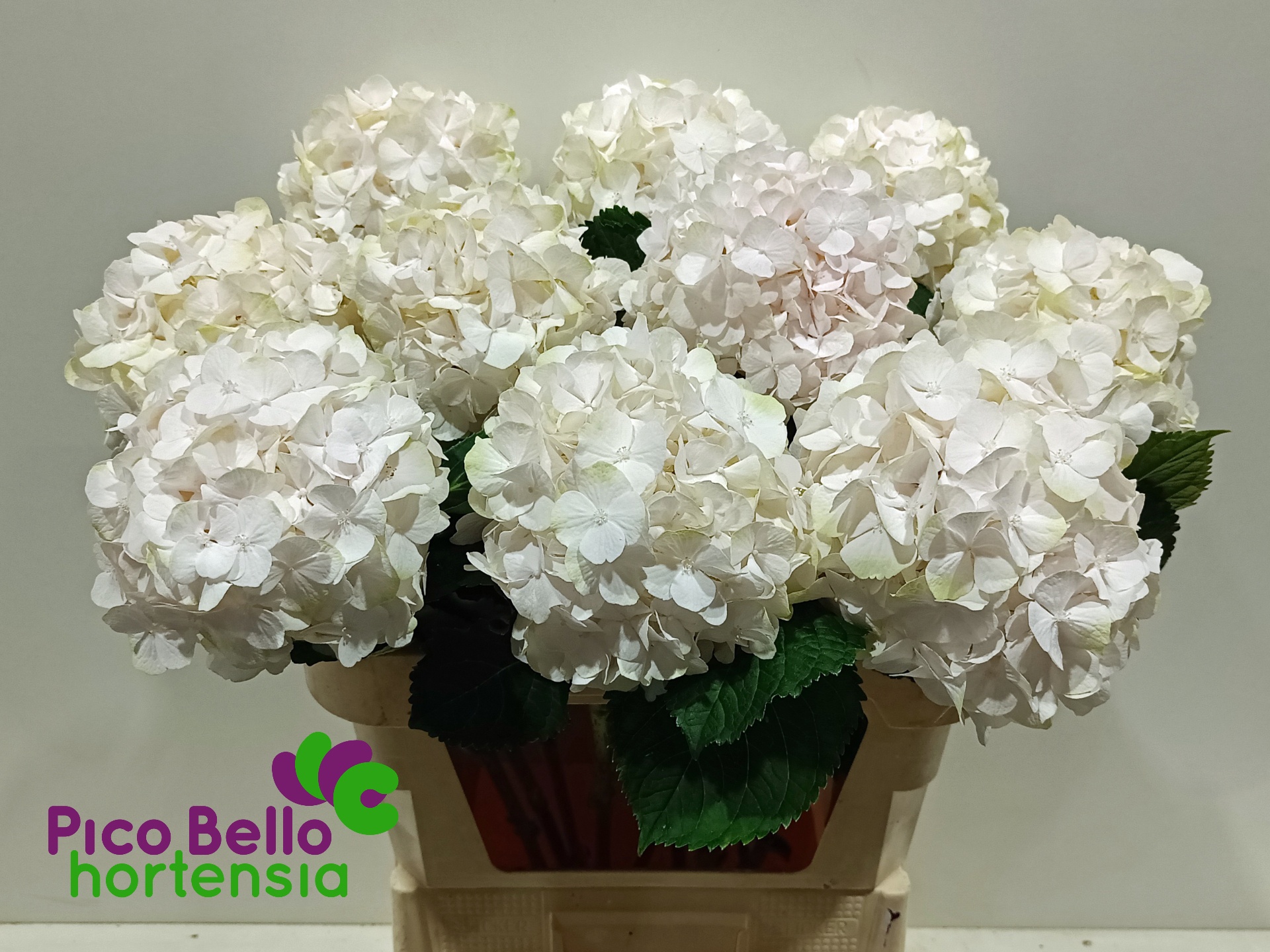 Hydrangea Sweet Verena 80cm 20Ø