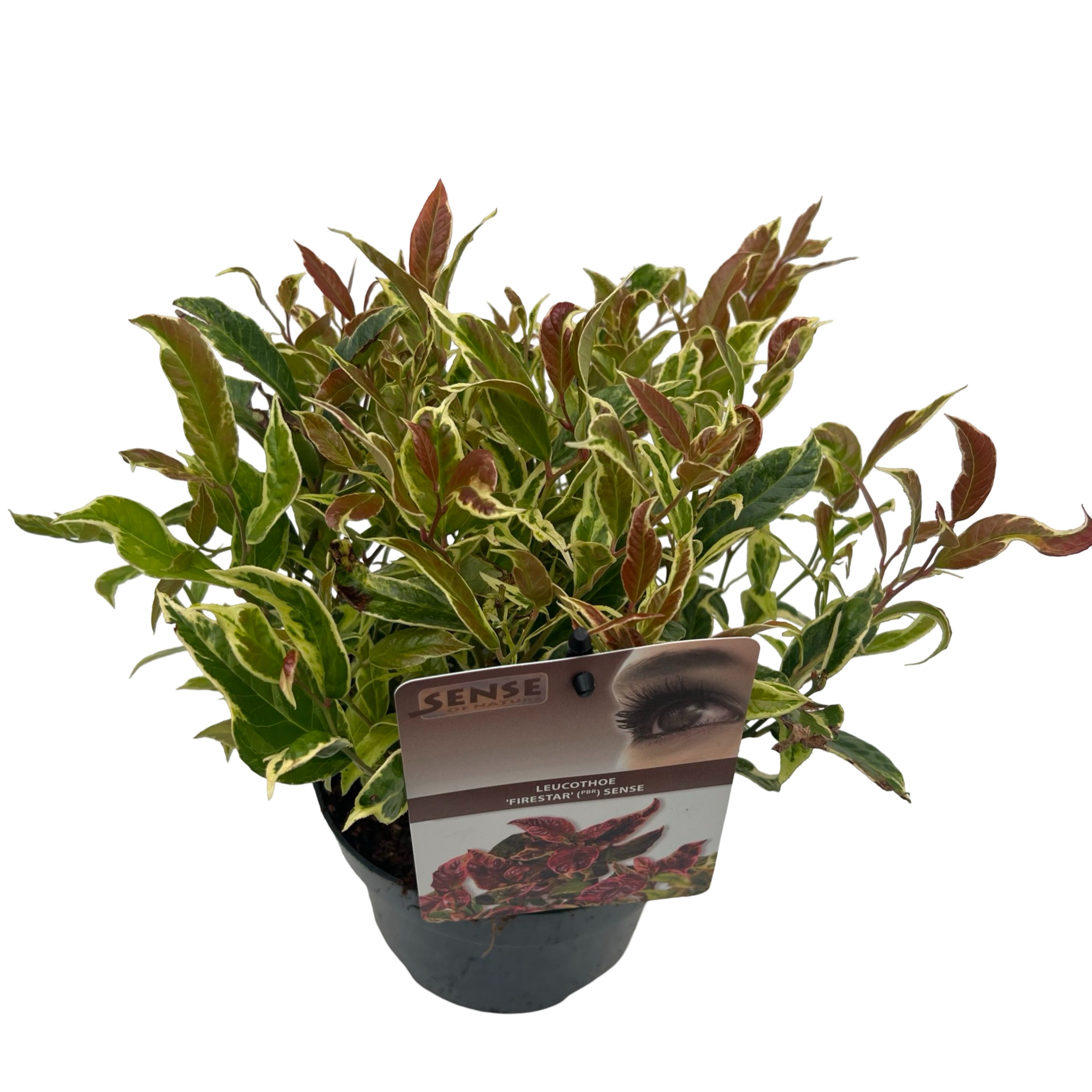 Picture of Leucothoe 'Fire Star' ® sense