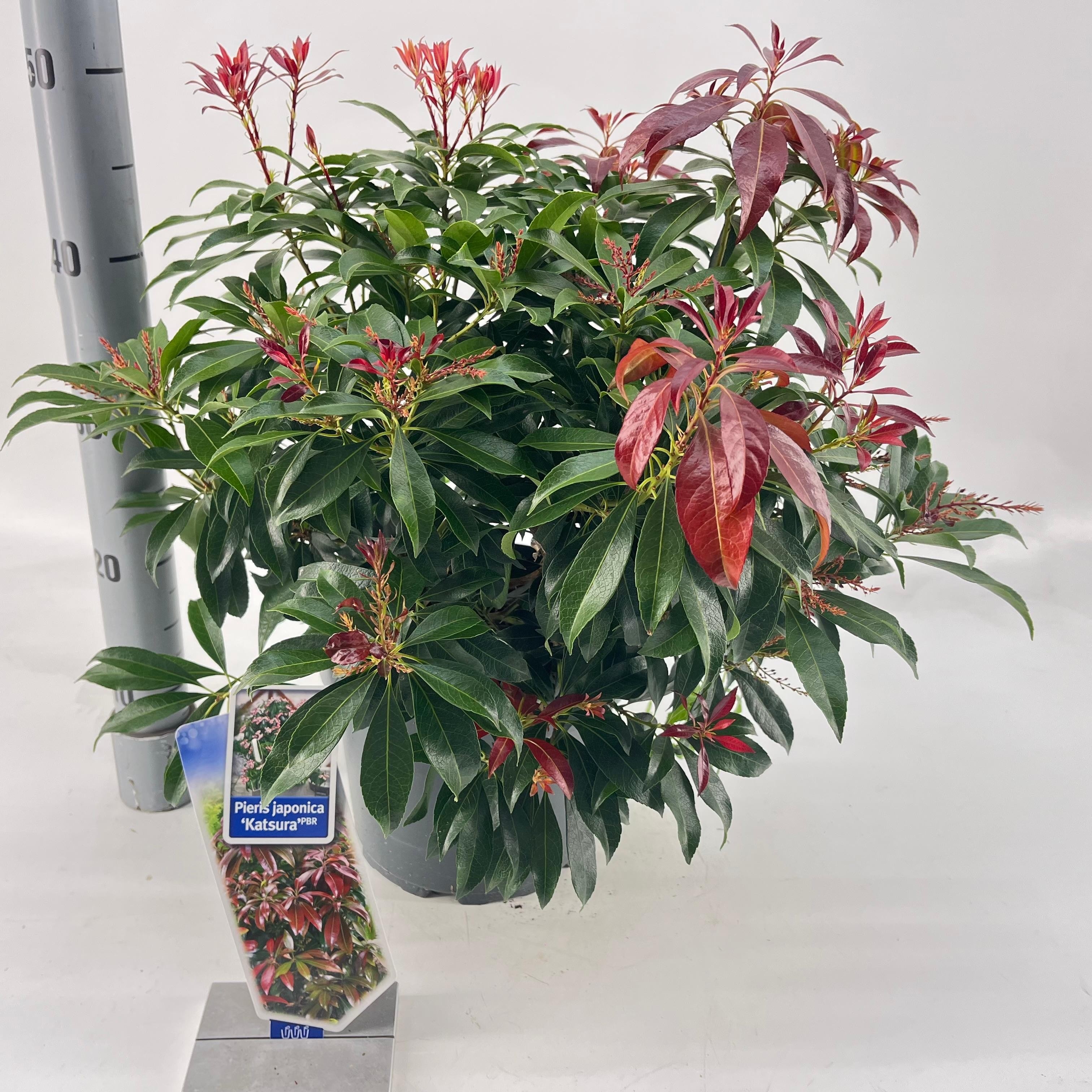 Picture of Pieris jap. ‘Katsura’ PBR