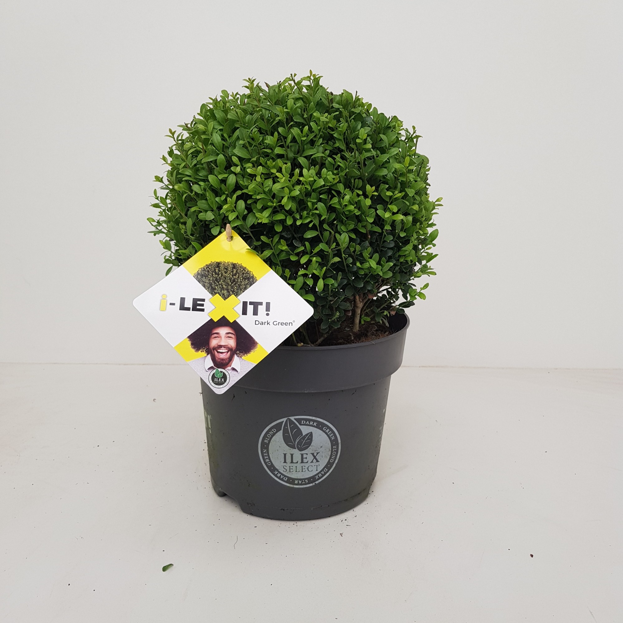 Picture of Ilex crenata Dark Green P26 (7.5 Ltr) BALL-30-CM (LOOSE)