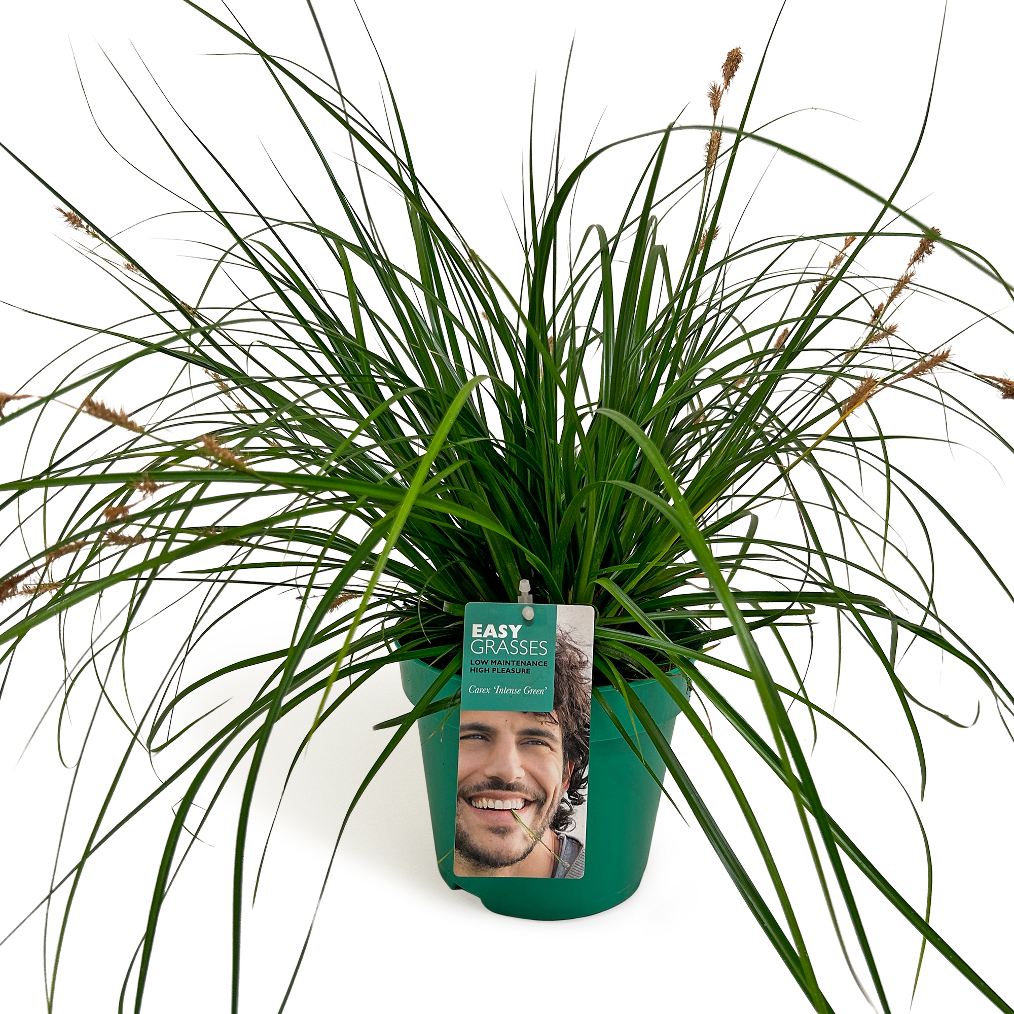 Picture of Carex oshimensis Intense Green GROEN