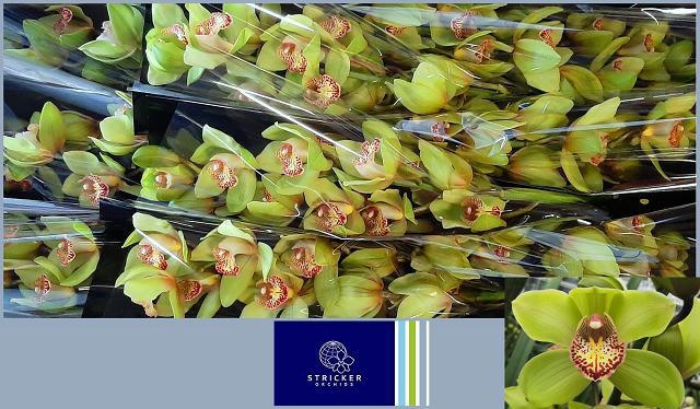 Cymbidium Melissa 8/11bl