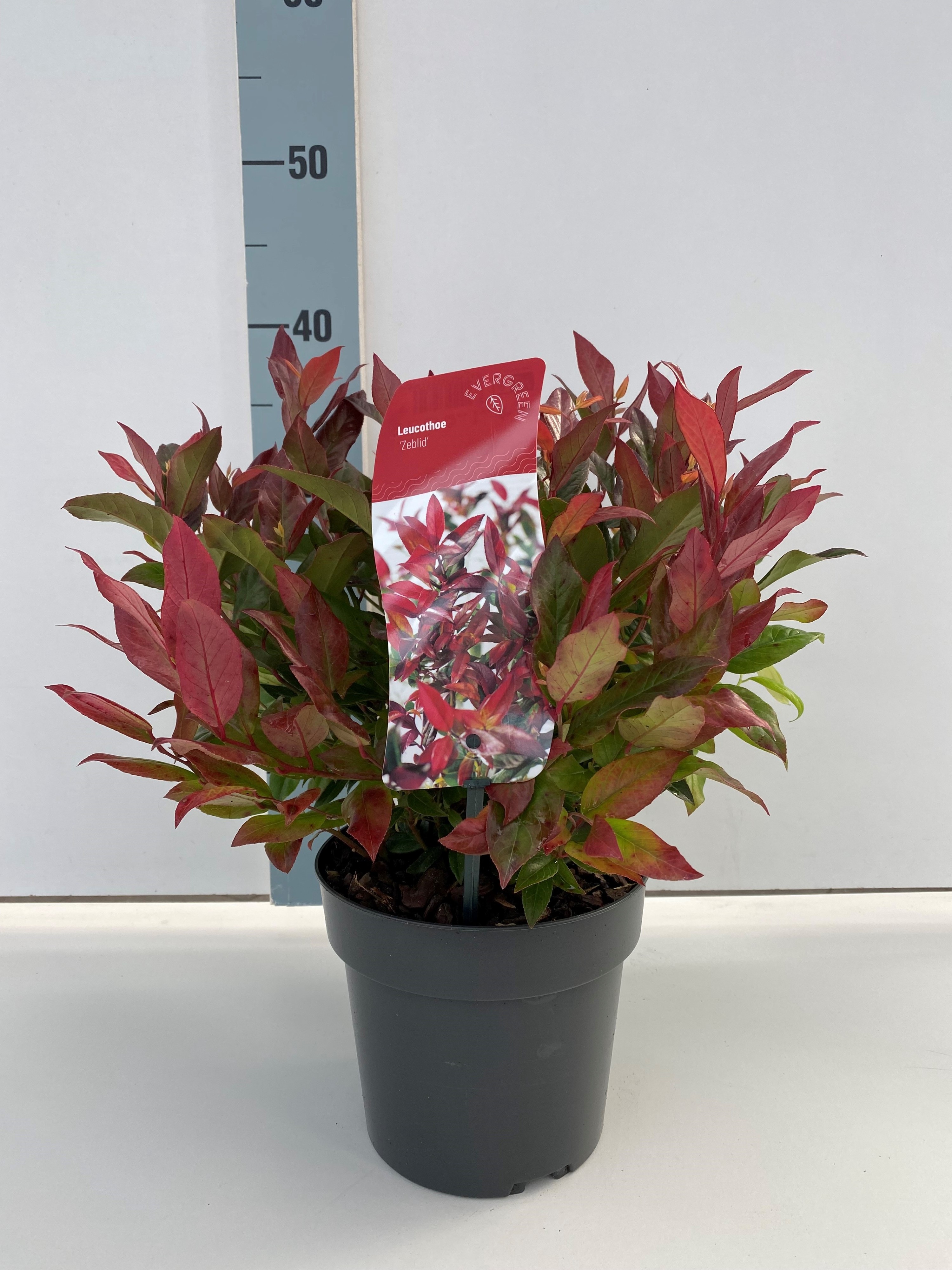 Picture of Leucothoe Zeblid P17 (2 Ltr)