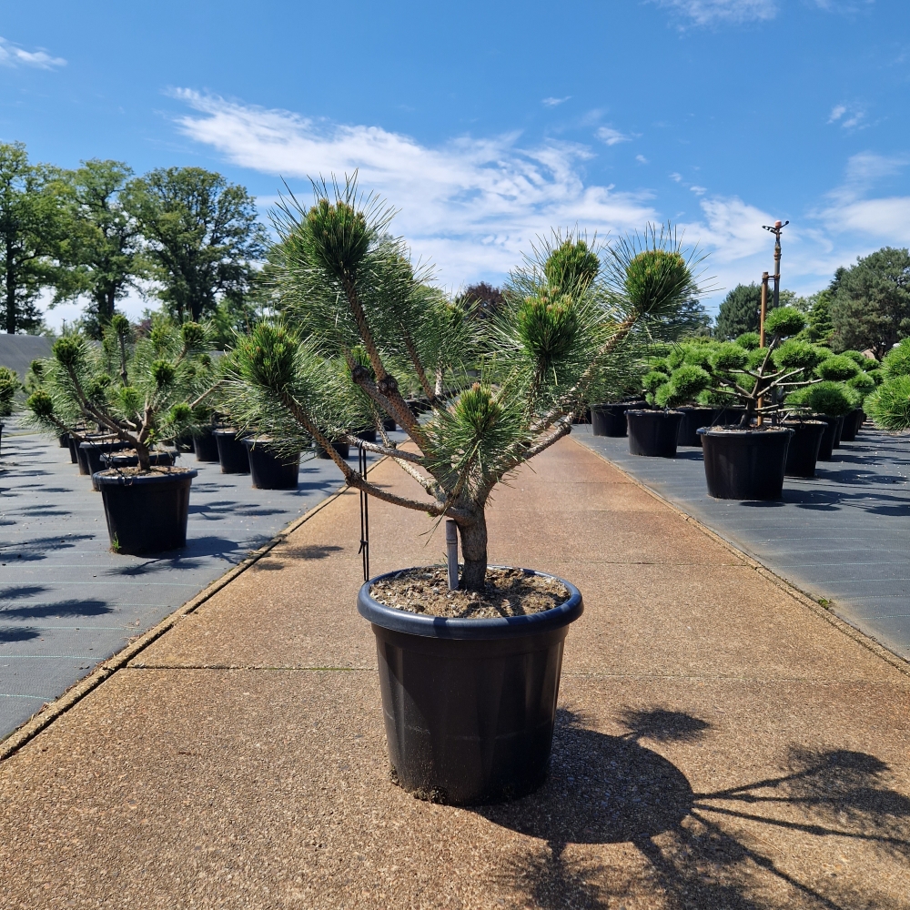 Picture of Pinus nigra Brepo C25 BONSAI-60/+