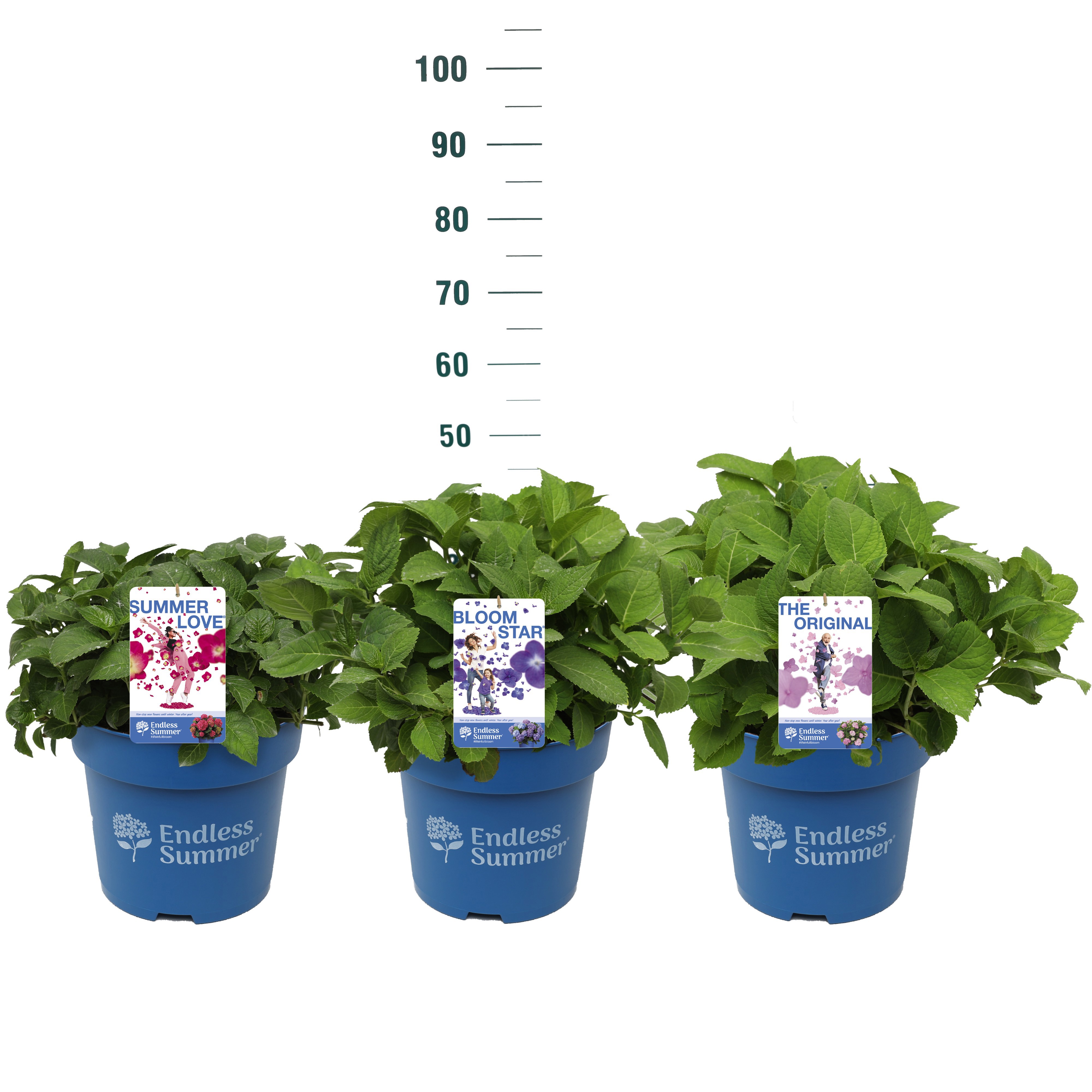 Hydrangea 'Endless Summer Mix' - - Endless Summer